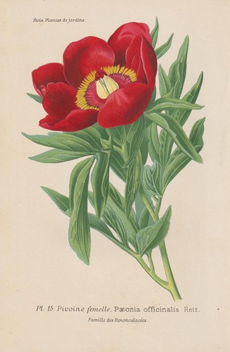 Pivoine - (paeonia, officinalis)