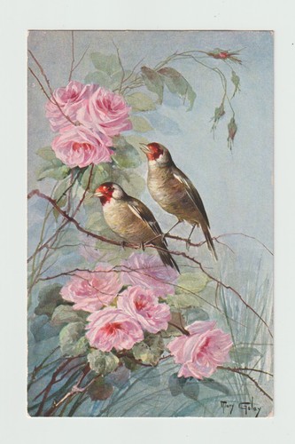 Chardonnerets oiseaux cpa - ,