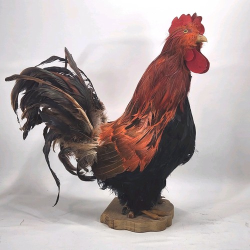 Vintage domestic chicken - vintage,