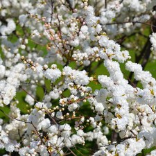 Prunus glandulosa 'Alba plena' - Cerisier à fleurs doubles