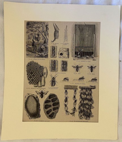 Apiculture ruche 1875 abeilles - 1875,