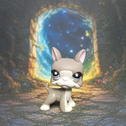 Chien boston terrier - chien, #958