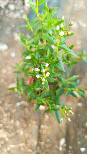 Crassula sarcaulis plantes - crassula,