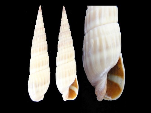 Coquillage collection - coquillage, de