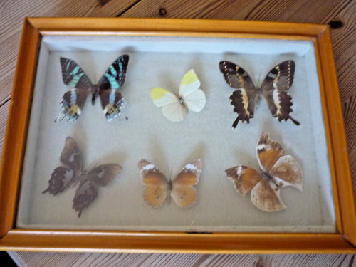 Papillons naturalises sous - papillons,