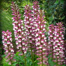 Acanthus Plante vivace Jardin