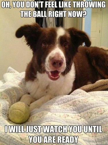 Humorous border collie dog - humorous,