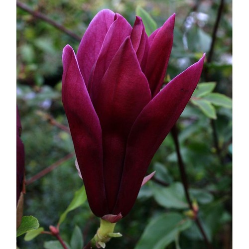 Magnolia liliflora nigra - magnolia,