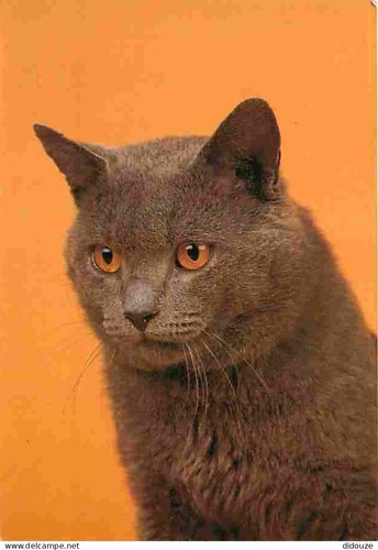 Carte postale animaux - carte,