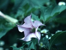 10-Graines-Datura-Stramonium-Lilas + CADEAU GRATUIT