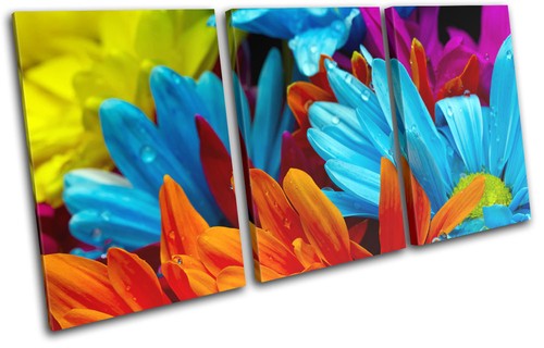 Gerber blossom flower - blossom,