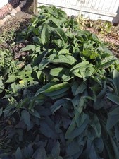 Russian Bocking 14 Organic Comfrey Roots  12-2 Inch Root Pieces