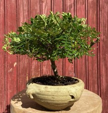 BONSAÏ ZANTHOXYLUM PIPERITUM