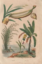 PLANTS. Bambou (Bamboo). Bananier (Banana tree) 1833 old antique print picture