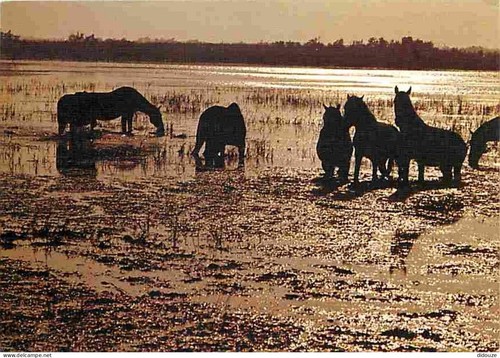 Carte postale animaux - carte,