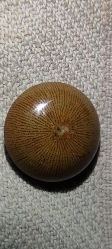 Fossile corail - corail,