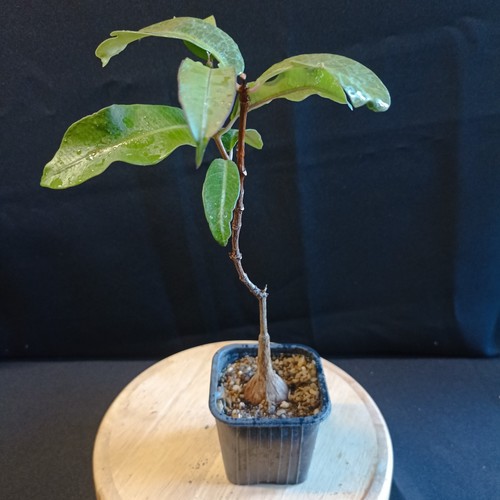 Petopentia fockea natalensis - petopentia-fockea,