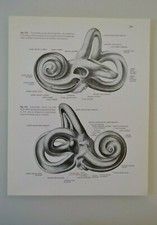 HUMAN ANATOMY BOARD EAR HEARING BALANCE ATLAS Dr SOBOTTA MEDICINE