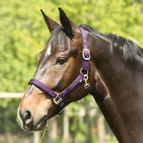 Eldorado bride cheval - de, en