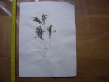 Annees 50 PLANCHE d'HERBIER du Gard Herbarium Planche Naturelle 50