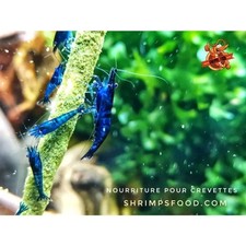 Lollies Pour CREVETTES