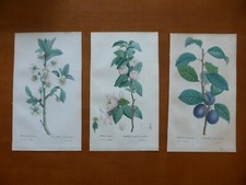 3 Gravures couleur - Botanique