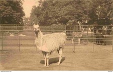 Animaux - Lamas - Antwerpen - Zoo d'Anvers - CPA - Carte Neuve - Voir Scans Rect