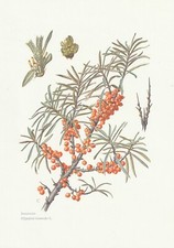 Plate 112 Natural History Flora 2: Sea buckthorn