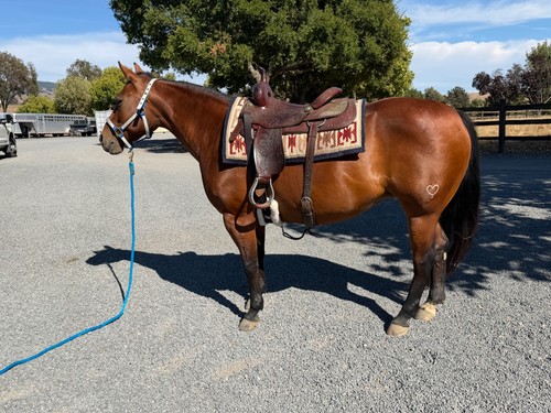 Western show saddle - , pad