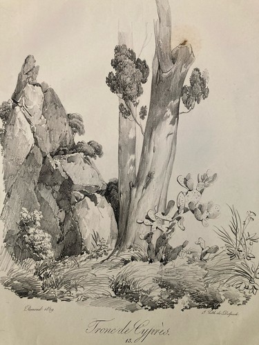 Gravure arbre cyprès tronc - gravure,