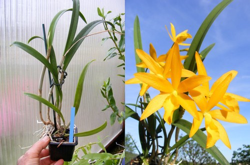 Laeliocattleya trick treat - laeliocattleya,