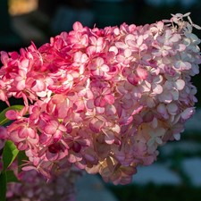Hortensia Vanille Fraise 2L - Phénoménale, belle, nouvelle variété