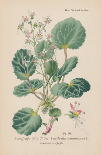 Kriech steinbrech saxifraga - kriech-steinbrech, (saxifraga