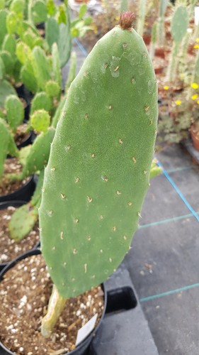 Opuntia ficus indica figuier - opuntia,