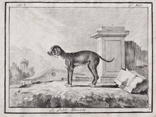 Dogue Allemand Chien Dessin 1780