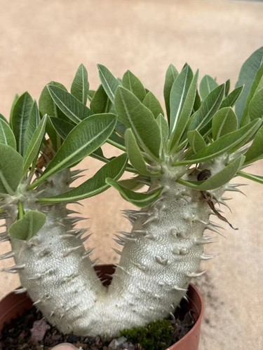 Pachypodium brevicaule - , ×