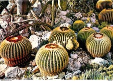Flowers - Plants - Cactus - Principality of Monaco - The Exotic Garden - Echimoc