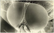 1970 Flyhead Print Scientific Photography Microphotography