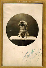 Vintage Photo Card RPPC Dog Dachshund Beijing ph0227