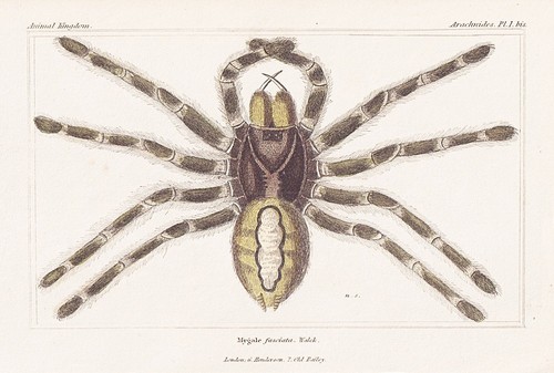 Mygale araignées lithographie - araignées,