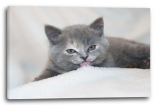 Toile/Cadres Catbaby