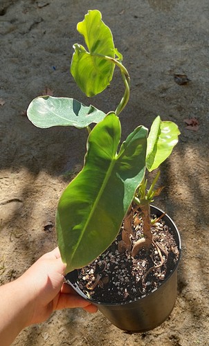 Philodendron burle marx - philodendron, –