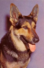 Postcard - Animals - Dog