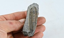 Trilobite Neseuretus Tristani