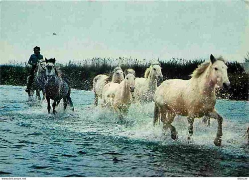 Carte postale animaux - carte,