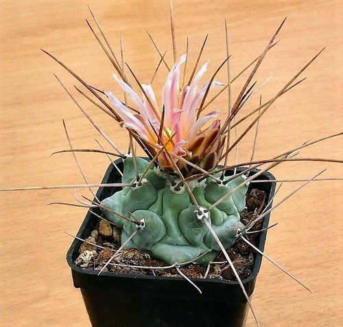 Graines thelocactus - 15,