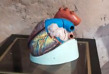 Antique Vintage Skinned Cabinet Curiosity Anatomical Model Heart 3 Parts