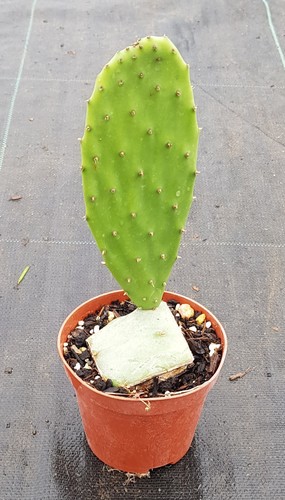Opuntia ficus indica figuier - opuntia, /