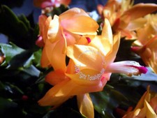 Bouture Cutting  Schlumbergera
