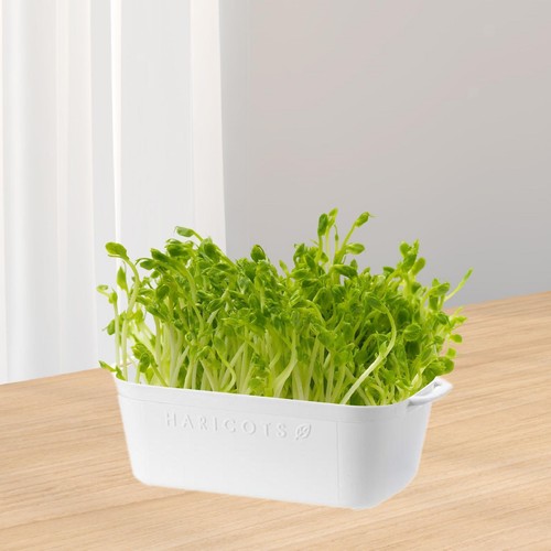 Germoir panier blanc - en,